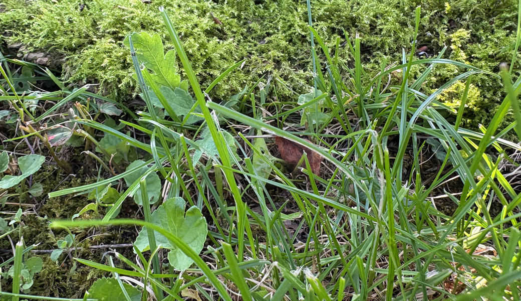 Moos im Rasen bekämpfen: Ursachen, Pflege und wirksame Lösungen