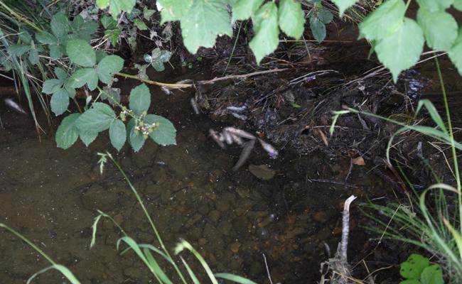 Tote Fische im Mühlibach
