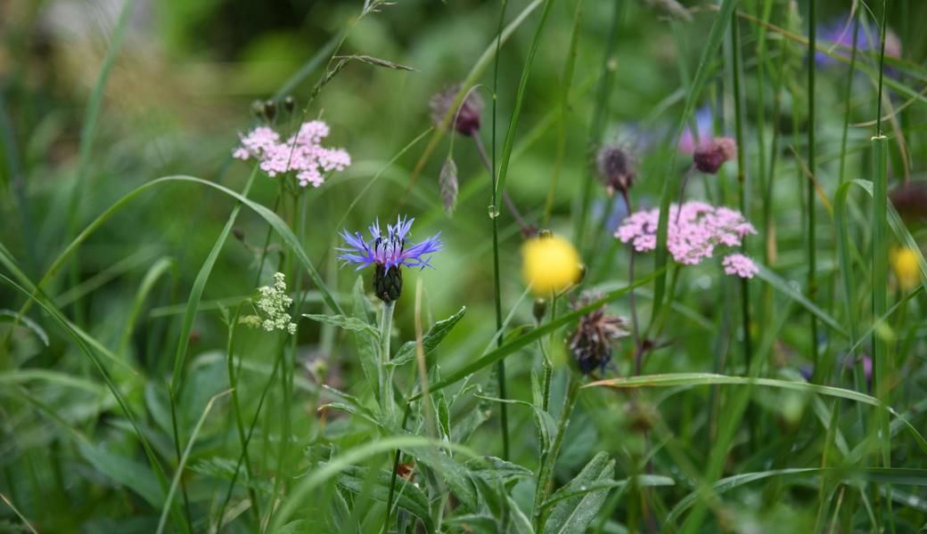 Dem Auge bietet sich eine grosse Vielfalt an Formen und Farben. Dem Auge bietet sich eine grosse Vielfalt an Formen und Farben.