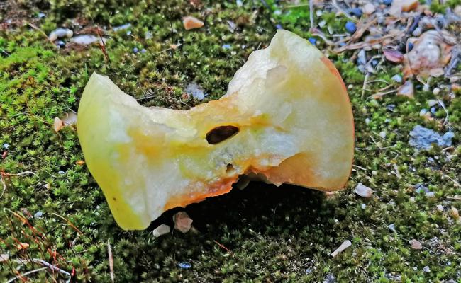 Garten: Nicht nur es «Bütschgi»