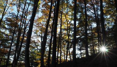 Herbstliche Sonnenstrahlen