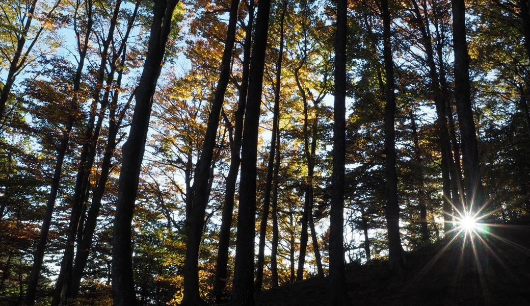 Sonnenblick im Meldegger Wald