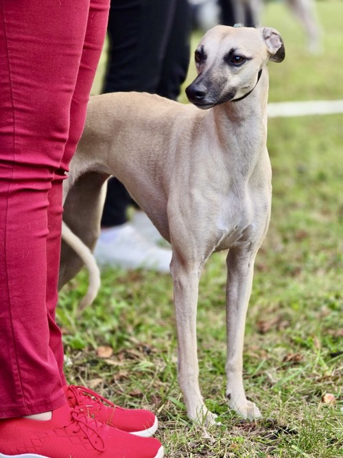 Aufmerksam und zielstrebig: Whippet Herzkaro wartet auf ihren Einsatz.