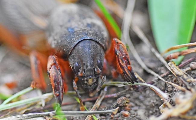 Garten: Kopf zu Herz