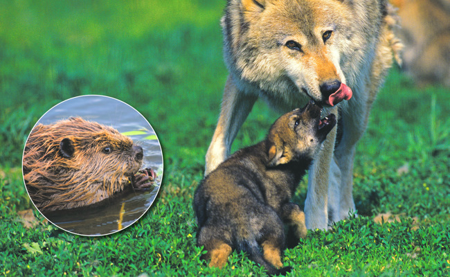 Kanton rüstet bei Wildhut auf: Zwei neue Wildhüter sollen sich nur um Wolf und Biber kümmern