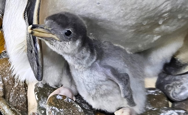 Flauschiger Nachwuchs bei den Pinguinen erobert die Herzen