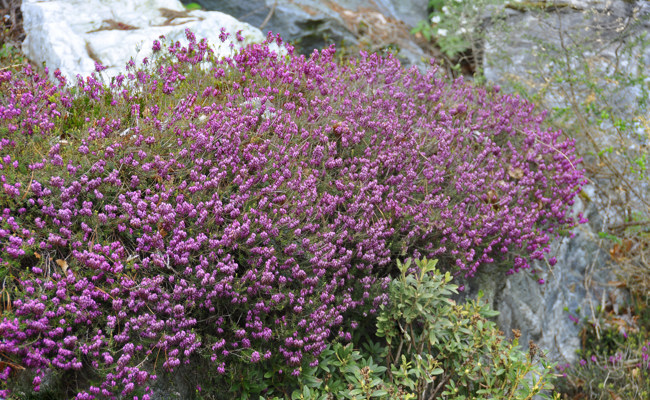 Die Erika und ihre Schwestern lieben den Winter