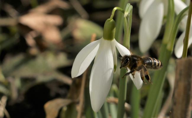 Der Frühling summt näher