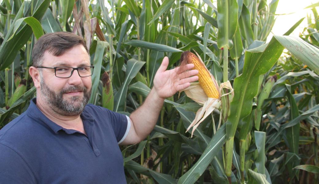 Anders als die St. Galler Rheintaler hat der Vorarlberger Christian Meusburger von der Landwirtschaftskammer mit dem Maiswurzelbohrer bereits Erfahrung. Er sagt, die Larve fresse die Wurzel, und der fliegende Käfer verspeise die Narbenfäden, sobald der Kolben zwischen dem Grün hervortritt.