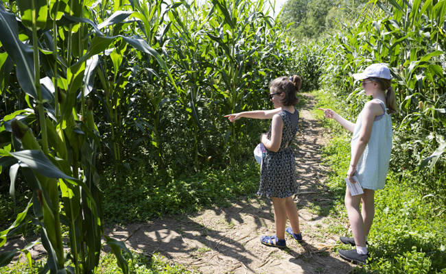 Ein letzter Tag im Maislabyrinth – Saison endet am Sonntag