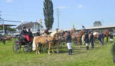 Gespannfahren, Gymkhana, Springreiten und Freiberger-Feldtest an Pferdesporttagen