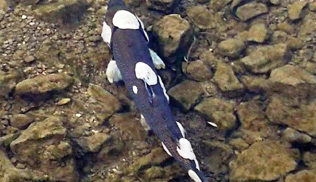 Dieser Fisch in der Rietaach ist kein Koi, sondern eine von einem Pilz befallene Forelle. 