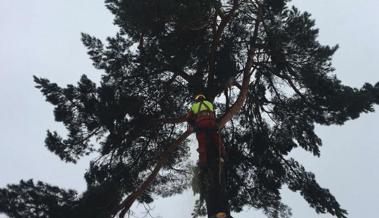 Video: Dem Baum beim Kindergarten Girlen geht's an den Kragen