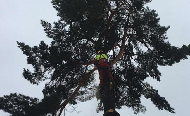 Video: Dem Baum beim Kindergarten Girlen geht's an den Kragen