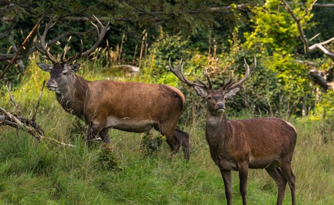 Jäger wehren sich gegen Jagdruhepause - im Wald bleibt es auch dann unruhig