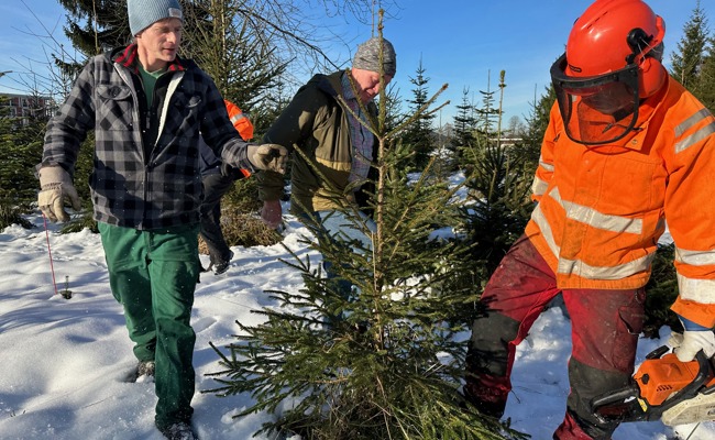 400 Kilometer entfernt: Hier kaufen die Walliser Diepoldsauer Weihnachtsbäume