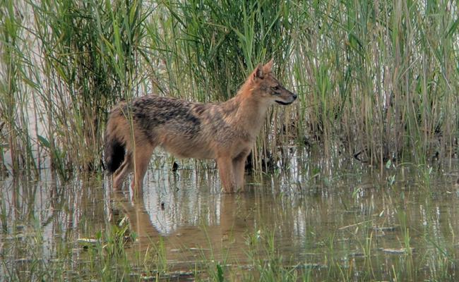 Möglicherweise ein Goldschakal im Rheintal