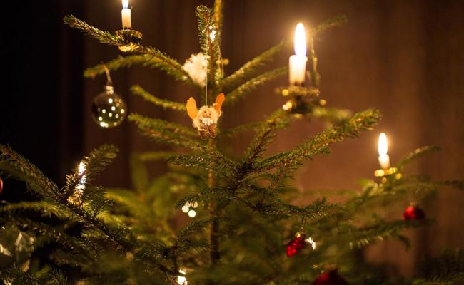 Rhyboot-Christbäume unterm Hammer