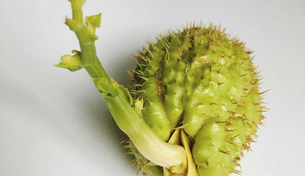 Die Gemüsebirne oder Chayote ist die einzige Kürbisart, die lebend gebärt.