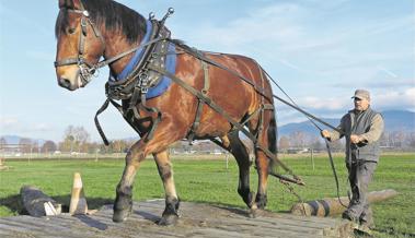 Rheintaler Holzrücker sind erfolgreich