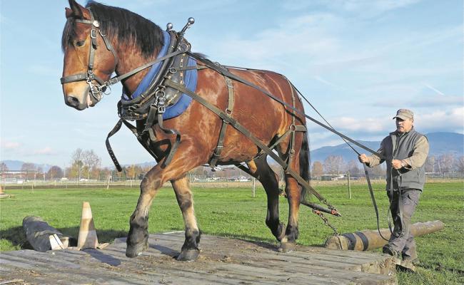 Rheintaler Holzrücker sind erfolgreich