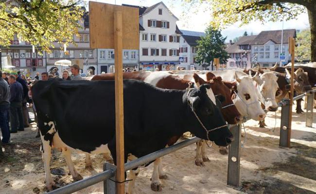 Regionale, traditionelle Schau