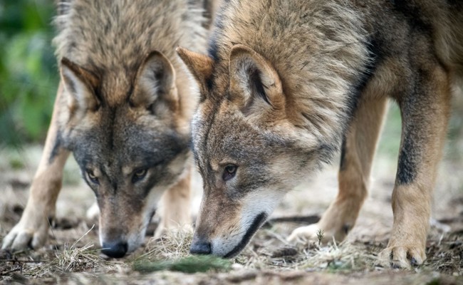 «Wir wollen scheue Wölfe»:  Im Kanton St. Gallen werden deutlich weniger Nutztiere gerissen