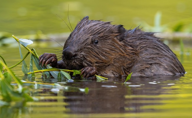 Biber machen Bauern im Rheintal das Leben schwer: Jetzt fordert Peter Nüesch Massnahmen