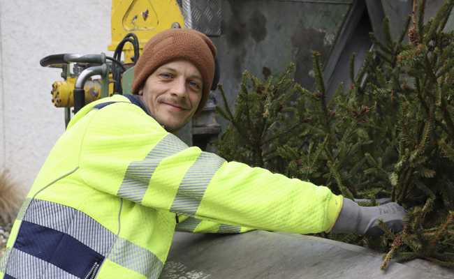 Nach dem Dreikönigstag werden die Christbäume eingesammelt