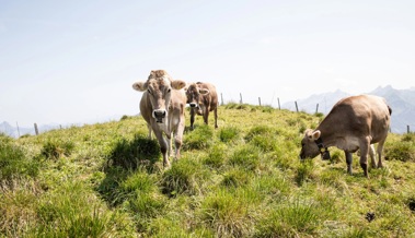 Älpler kämpfen mit Wassermangel und investieren in langfristige Lösungen