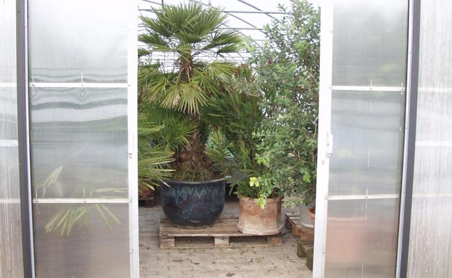 Garten: Mittelmeerpflanzen im Winter