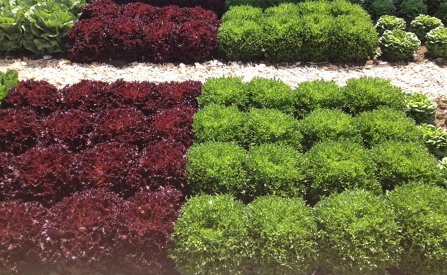 Garten: Schnecken mögen lieber Grün