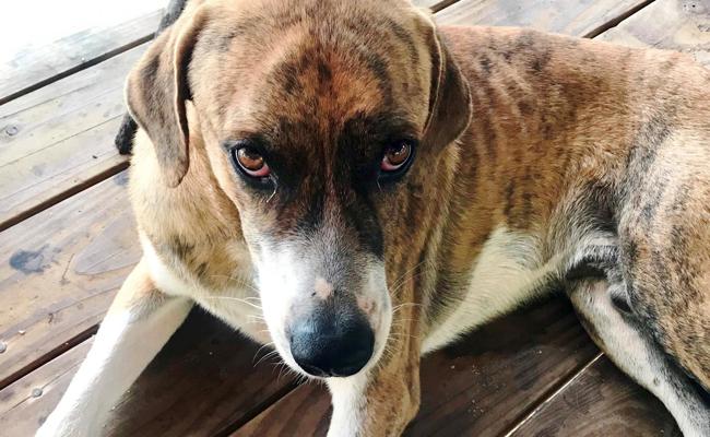 Hunde sollen bald nicht mehr in Badis dürfen