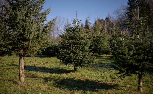 Grüne Weihnachten passen zum Dezember, einem widersprüchlichen Monat