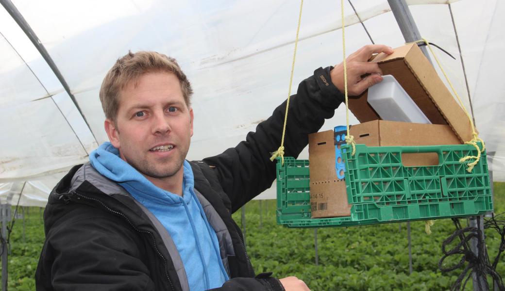 Simon Lässer hat für den Versuch zwei spezielle Kistchen mit je 200 Hummeln im Einsatz. Fliegen die Insekten aus, werden sie durch eine Schale mit Pulver gelotst.