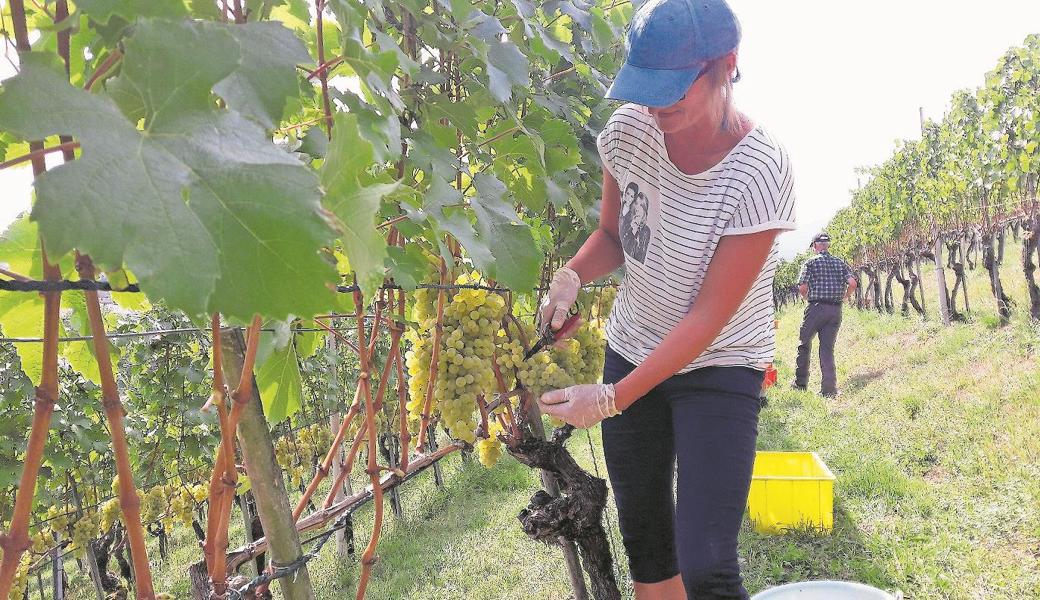 Die Qualität an den frühen Rebsteiner Reblagen ist hervorragend. Bereits diese Woche startete der Wimmet von frühreifen weissen Trauben der Sorte Müller Thurgau. Bild pd 