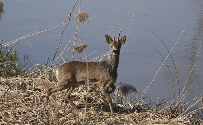 Rehbock statt Gänsesäger vor der Linse