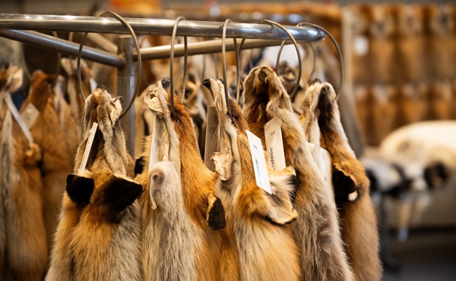 Lichtmess- und Pelzfellmarkt lädt zum Staunen und Feilschen ein