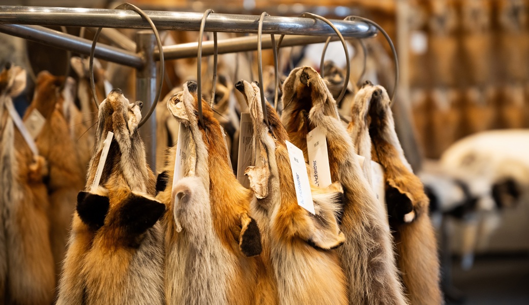 Lichtmess- und Pelzfellmarkt lädt zum Staunen und Feilschen ein