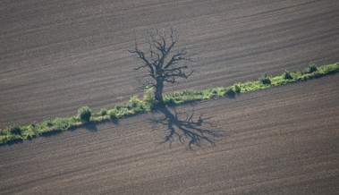 Die Gemeinde bietet eine Hochstammbaumaktion an