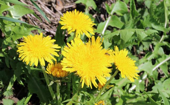 Wie nennen Sie diese Blumen?