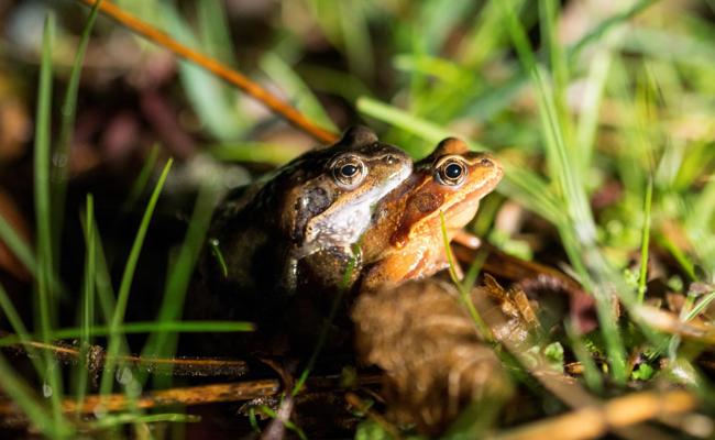 Todesfalle für Amphibien beseitigen