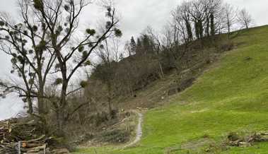 Vom Wald blieb wenig übrig - kranke Bäume am Bergli gefällt