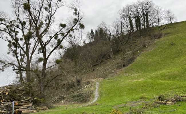 Vom Wald blieb wenig übrig - kranke Bäume am Bergli gefällt