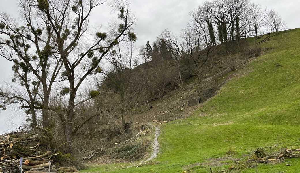 Vom Wald ist kaum mehr etwas übrig. Zwei Drittel aller Bäume wurden gefällt. 