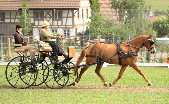 Zwei Fahrsporttage zum Jubiläum auf der Oberrieter Birkenau