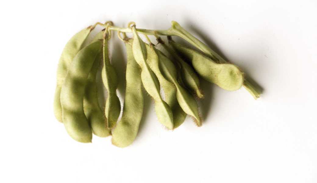 Für Edamame werden Sojabohnen unreif geerntet. 
