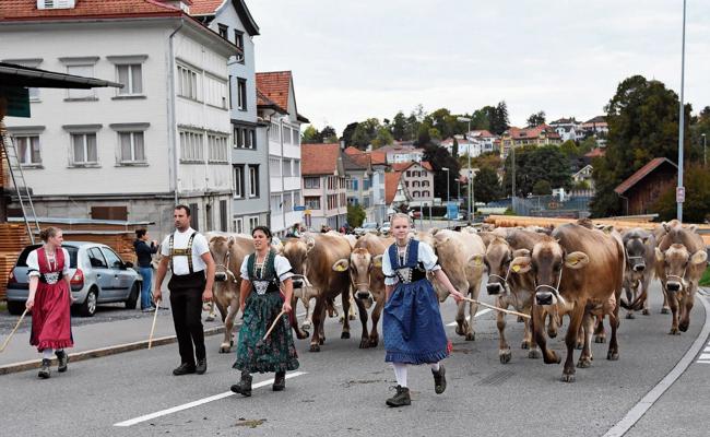 Die letzte Viehschau im Vorderland für dieses Jahr