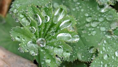 Garten: Regen im Frühling