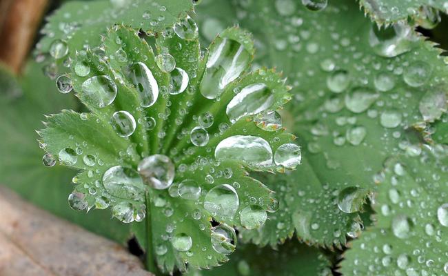 Garten: Regen im Frühling